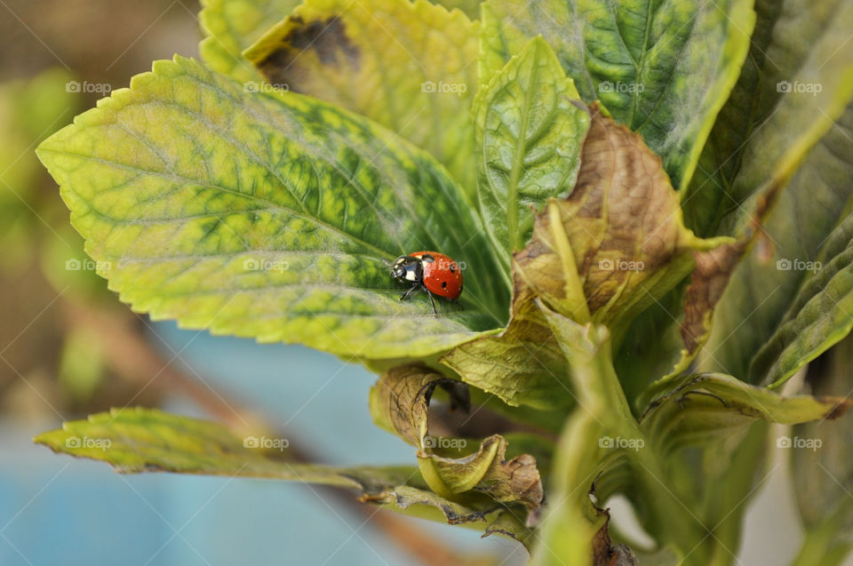 Lady bird on yellow leave 