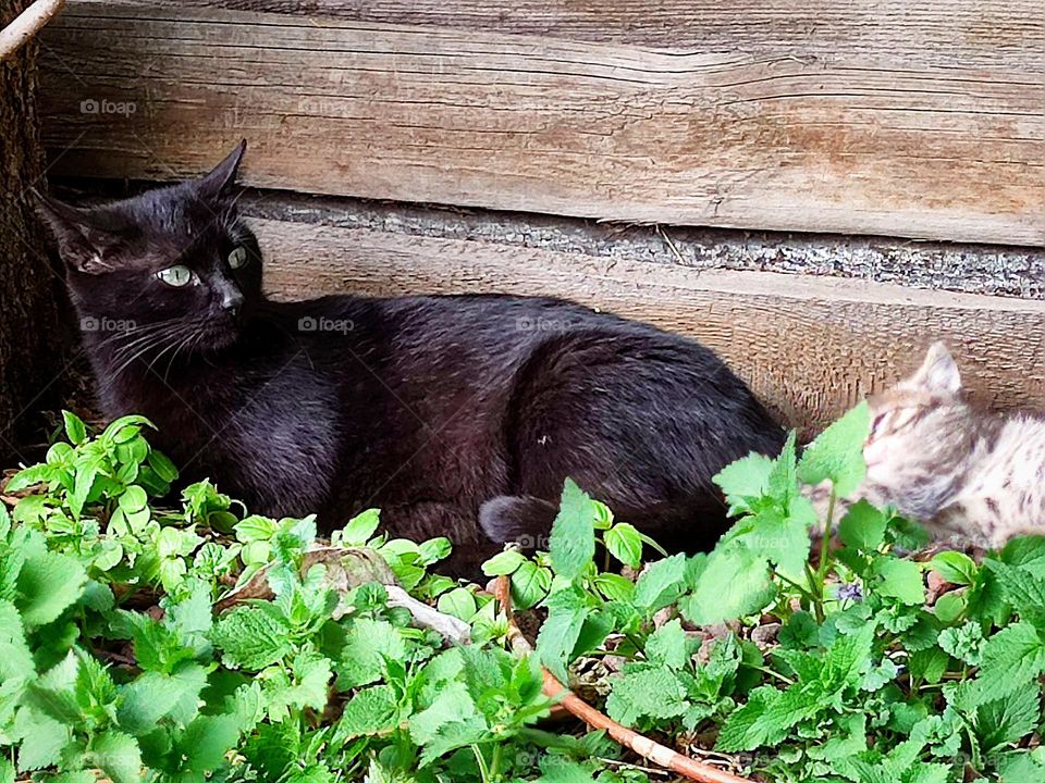 View from the ground. Green grass in which lies a black cat and a gray kitten against the background of wooden planks of an old house