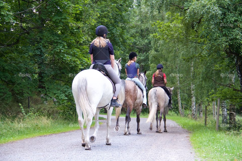 Summer with horses . Horse riding in the summer 