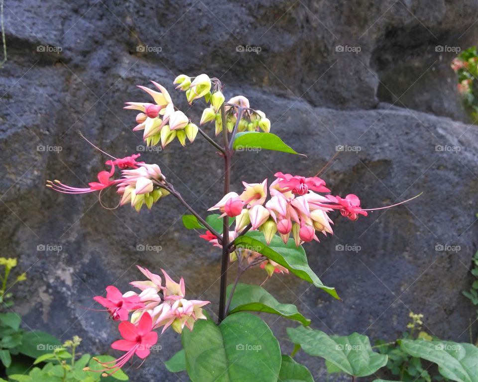 Colored flower on the park