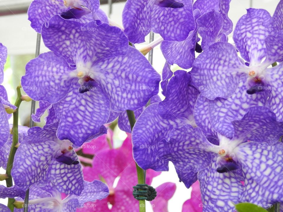 Purple orchids 