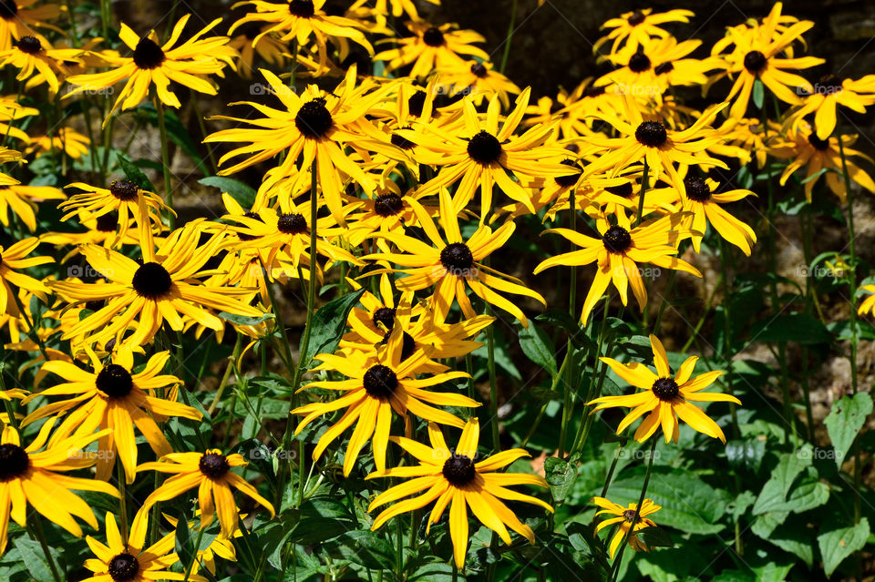 Yellow flowers