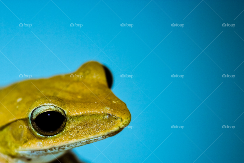 yellow blue frog by skepparkranz