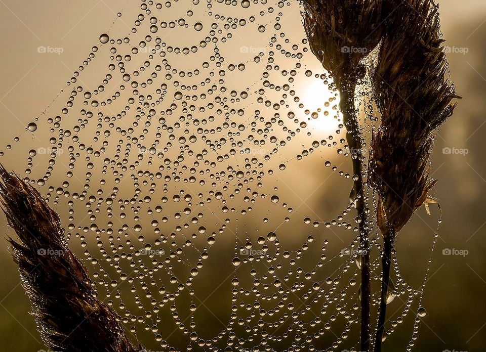 Summertime. Summer morning and water drops.