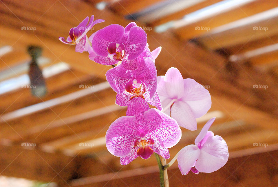 pink flower orchids florals by angelnajera