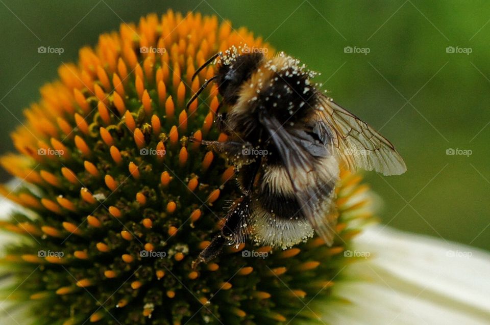 Pollen everywhere