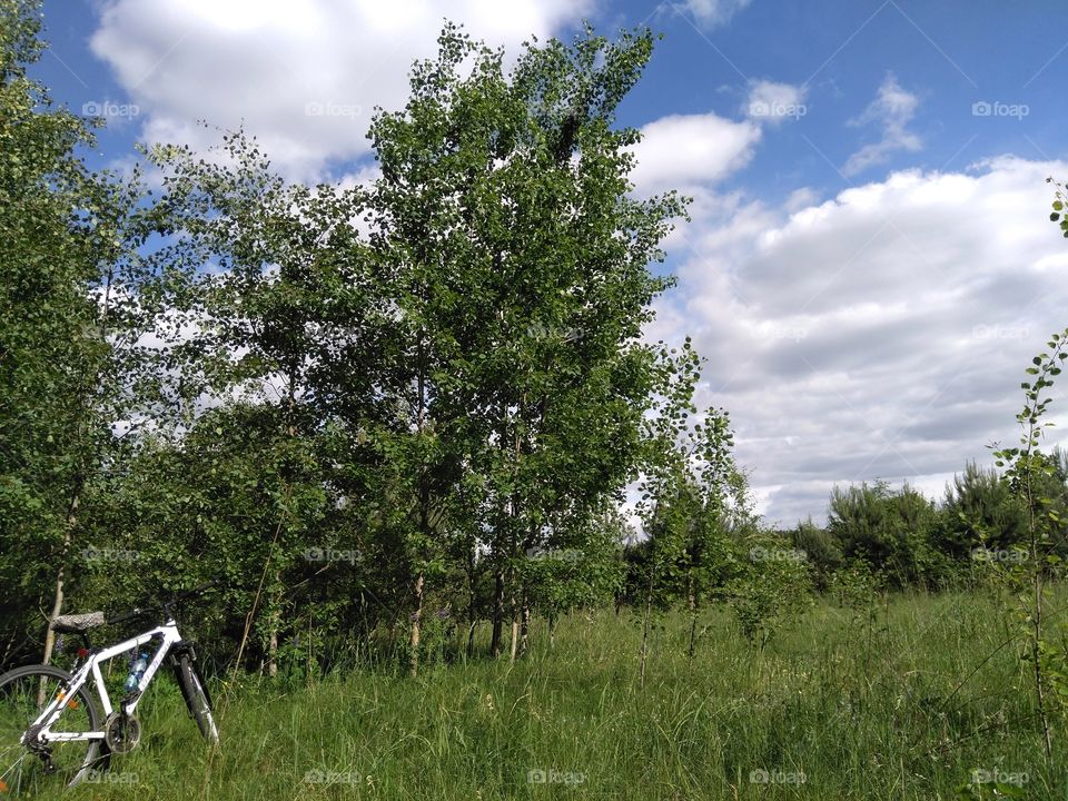 green forest and bike summer landscape