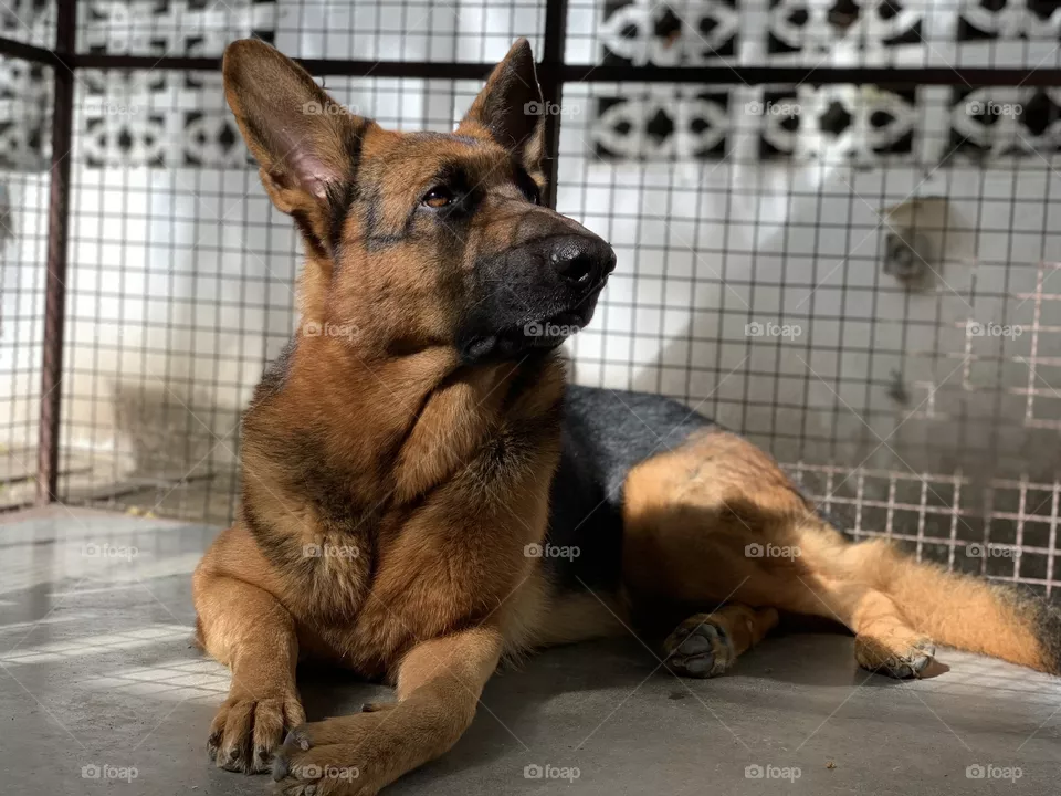 May dog said Such a beautiful moment sister