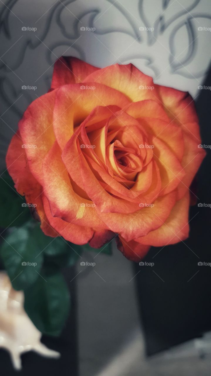 Spring wild indoor rose coral plant pot