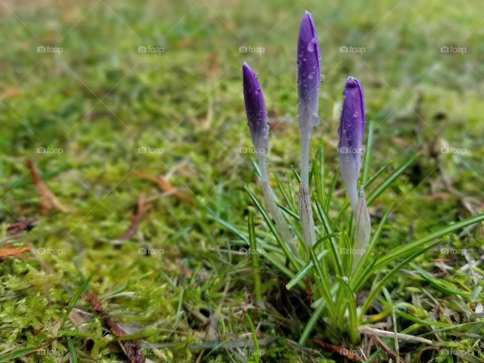 Purple crocus