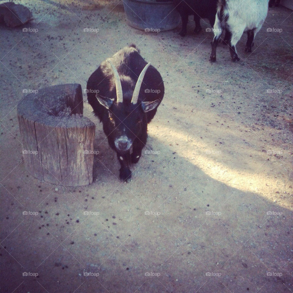 Two Pygmy goats.