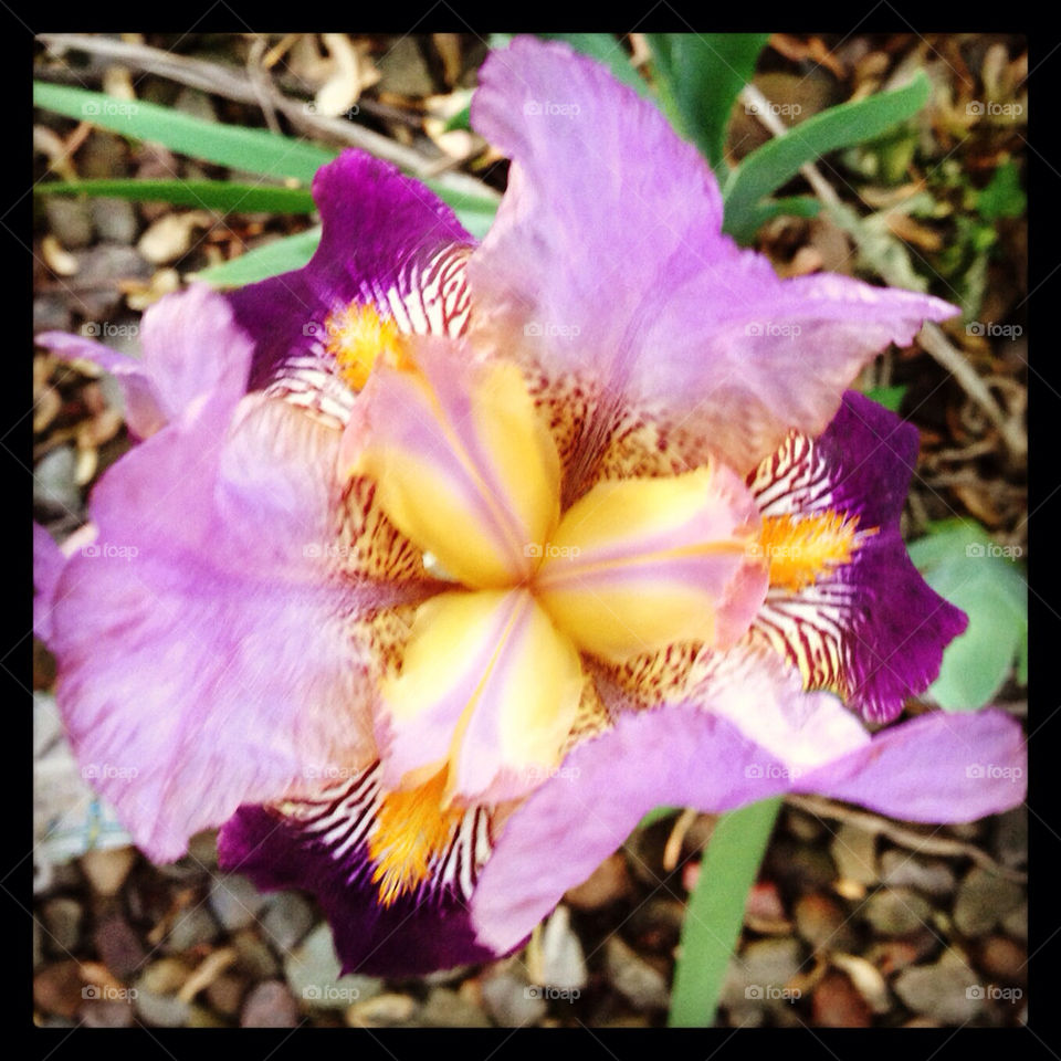 Iris blooming