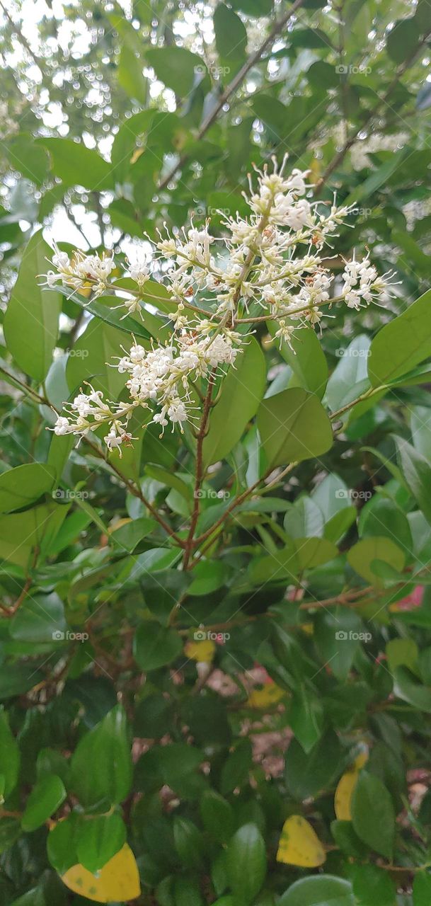 spring is spring forth