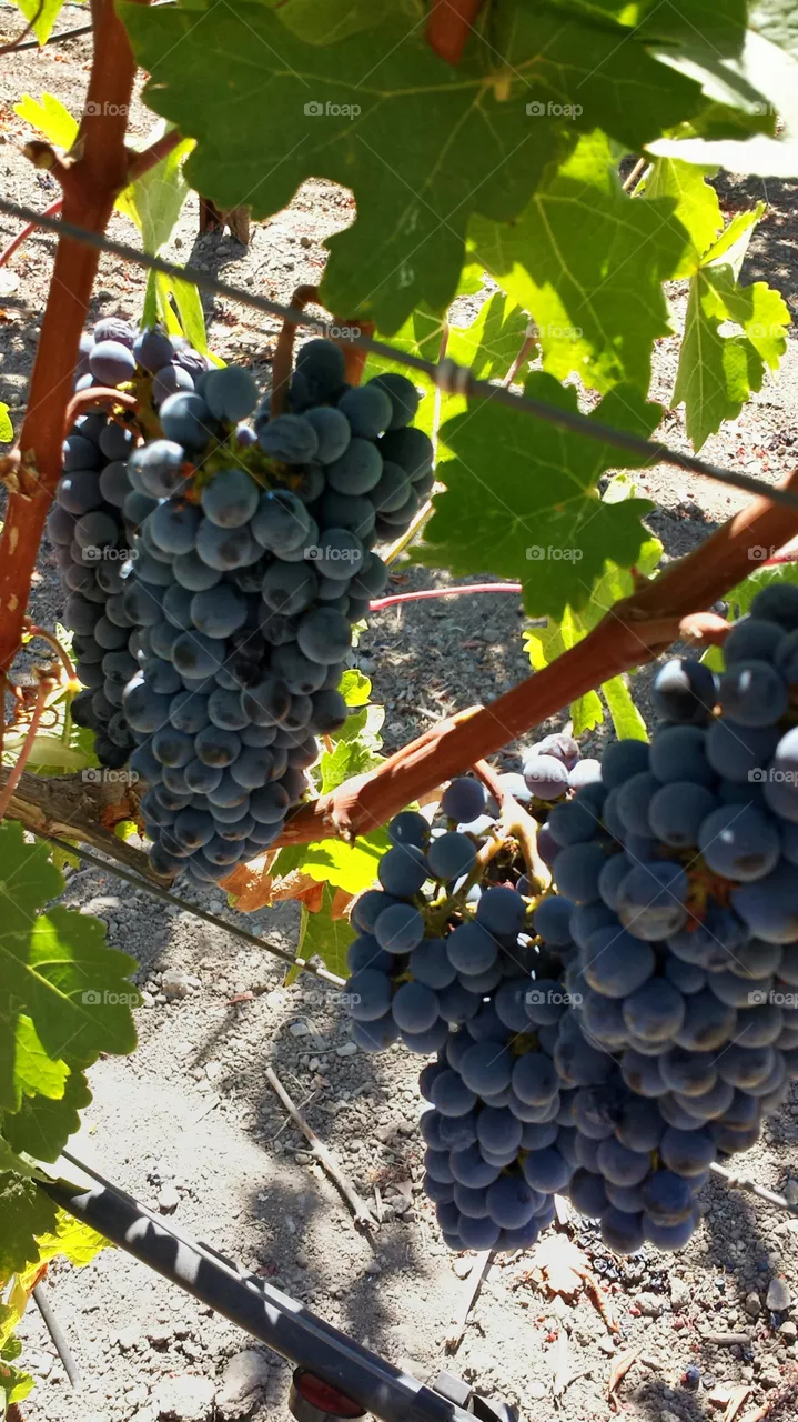 cabernet
