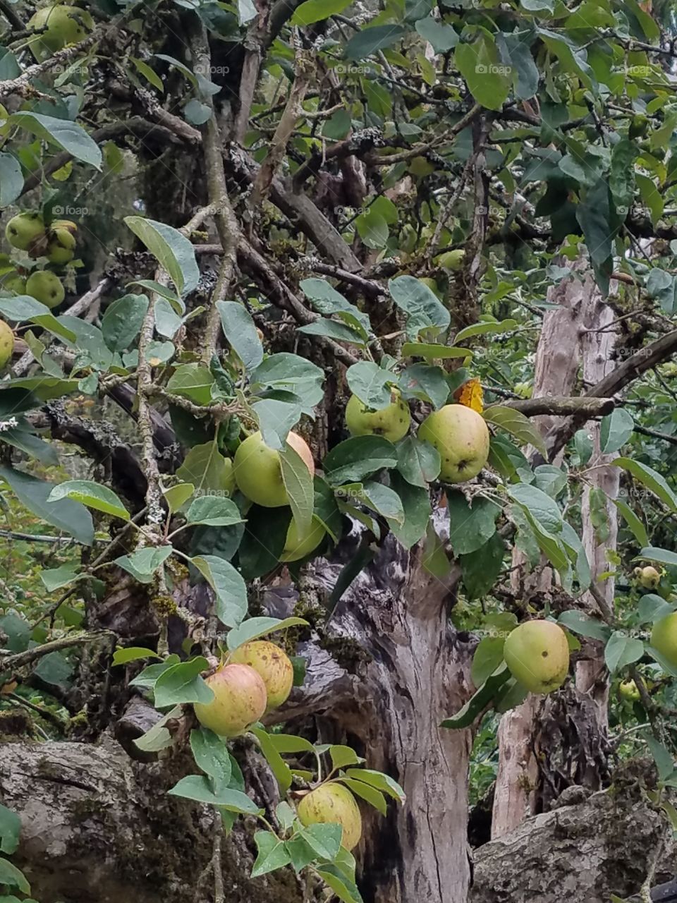apple tree