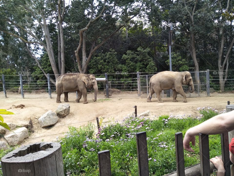 zoo fun. elephants walking and playing.