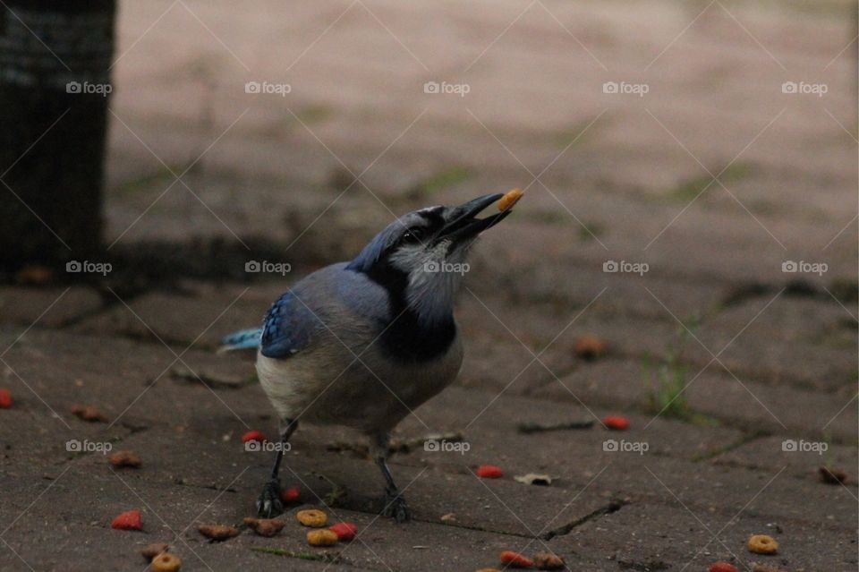 Blue jay in park