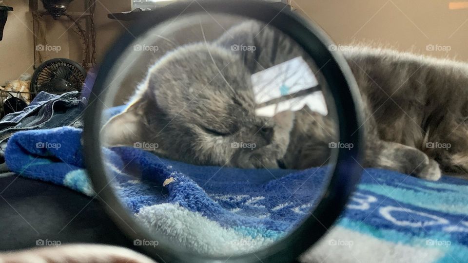 Cats up close. It could be dangerous, or it could mean a love attack! There’s just no way to know until you get there. Look at this one through a magnifying glass!