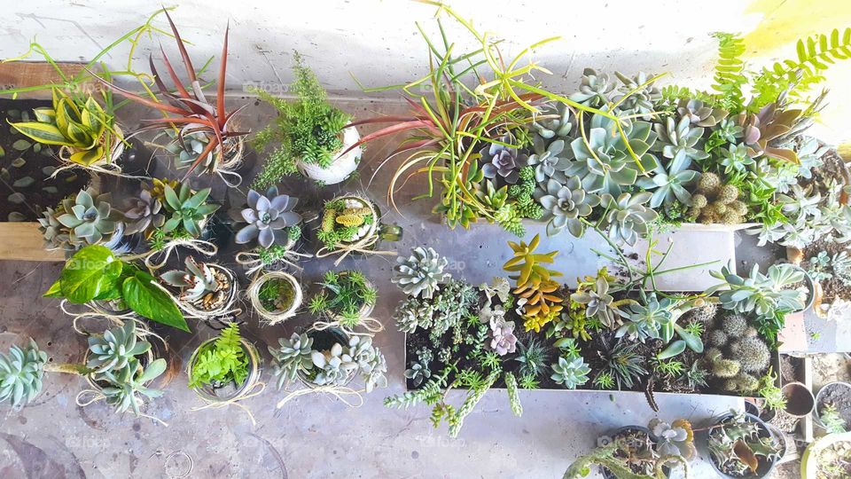 succulent collection