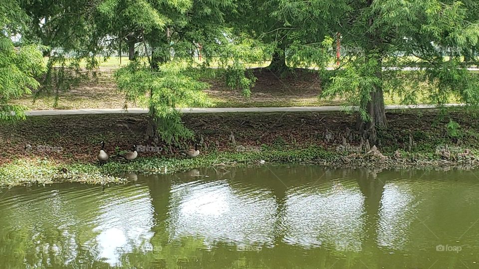 puedes ver los tres patos al fondo? bueno afina tus ojos porque allí están, confundidos con el follaje del verde de los árboles y el lago