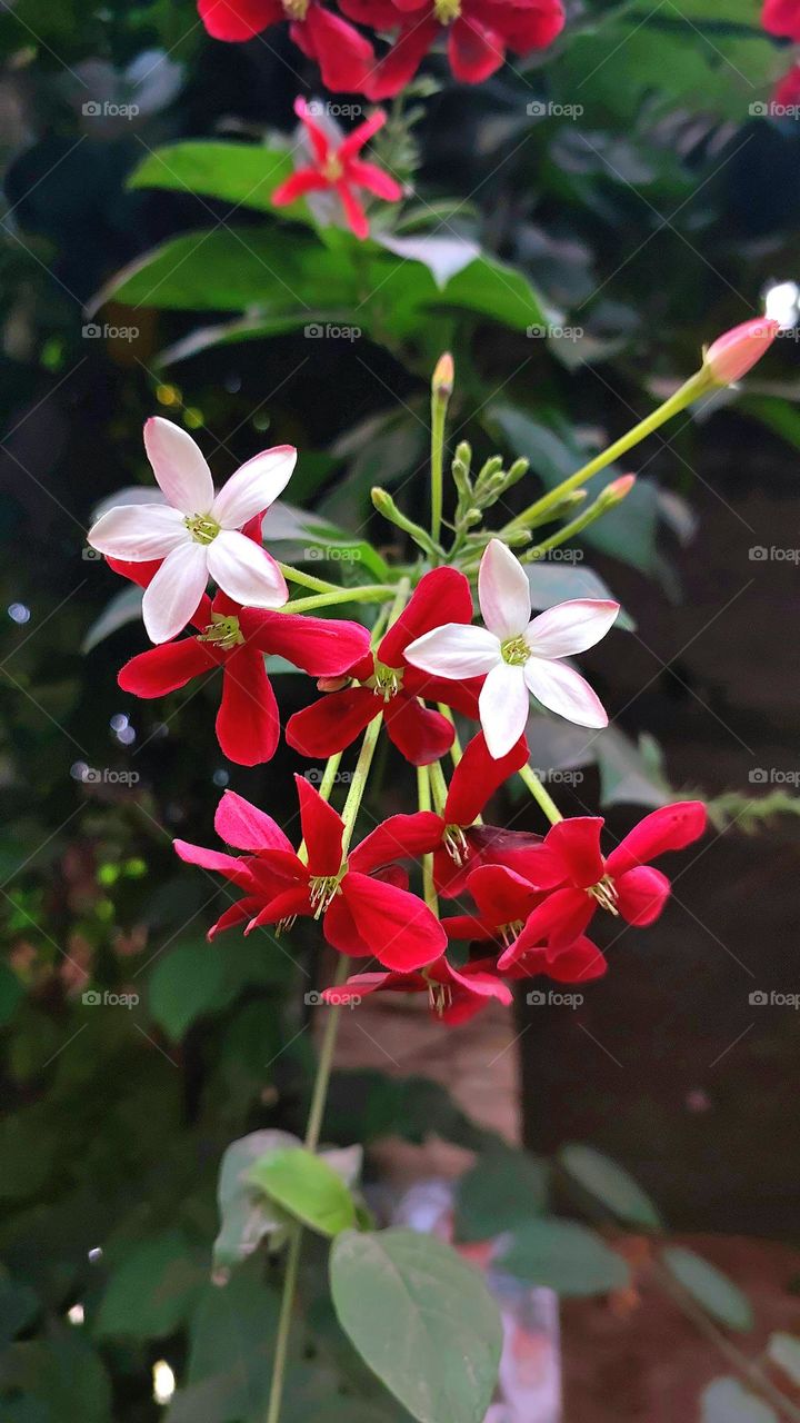 The grace of Red flowers. The Garden. Abstract background of Red and Green color