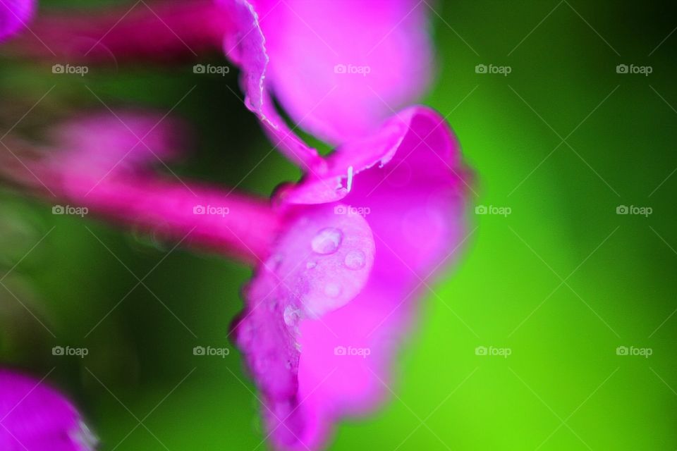 abstract rain drops on petals