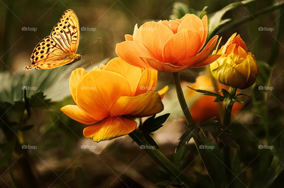 Butterfly on beautiful flowers 