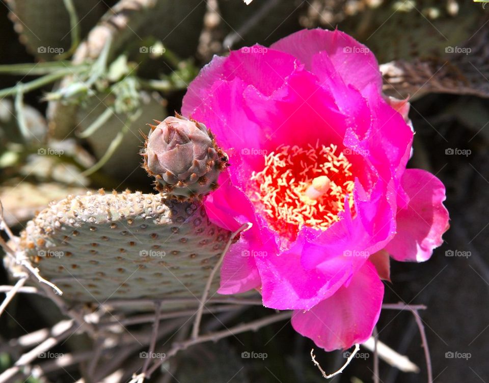 Beaver Tail Cactus 
