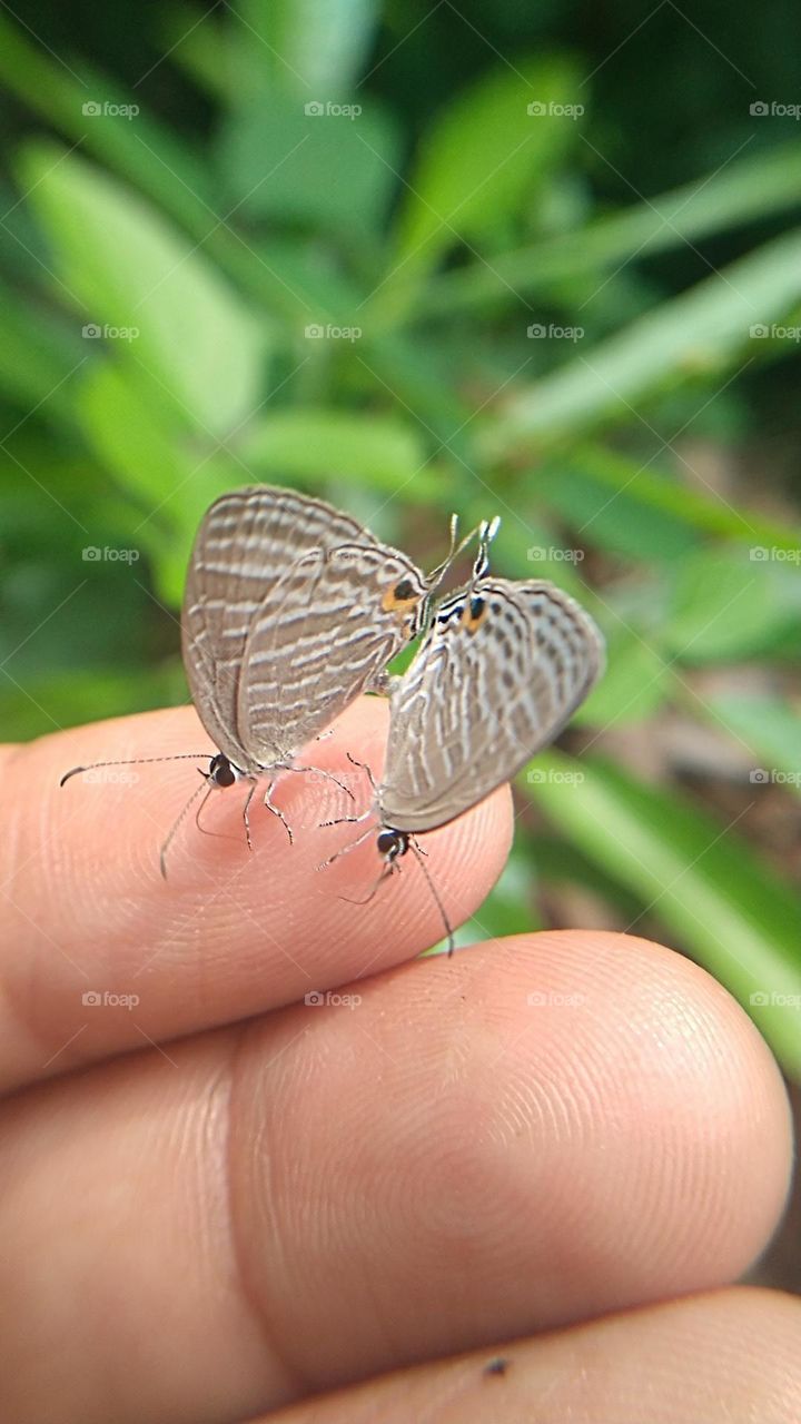 A pair of little butterflies perched on the fingertips
