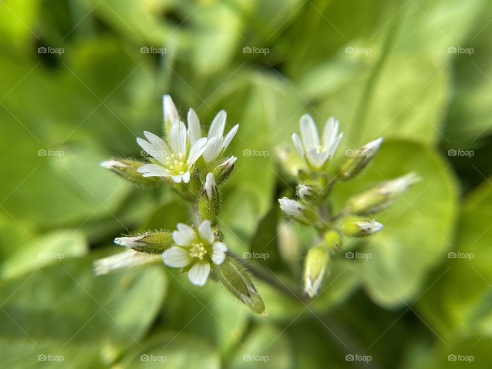 Mouse ear chickweed, close up 