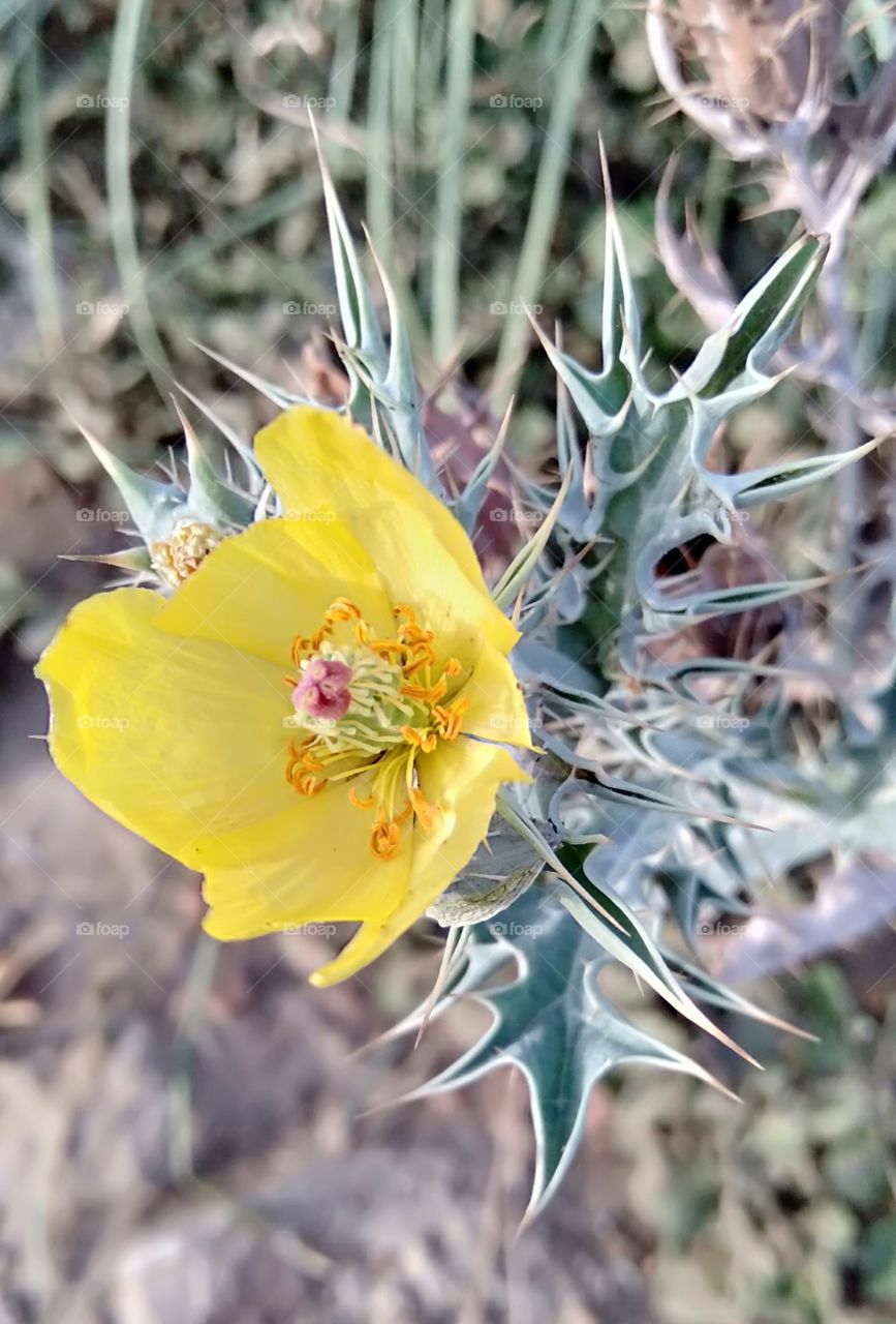 yellow flower