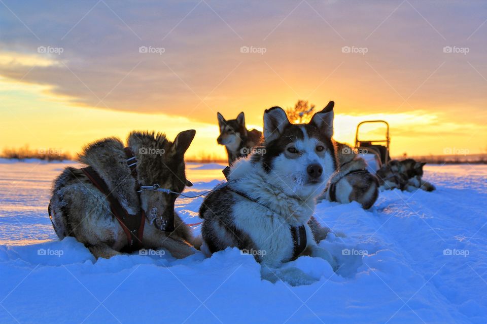 Huskies in the snow at sunset, Finland