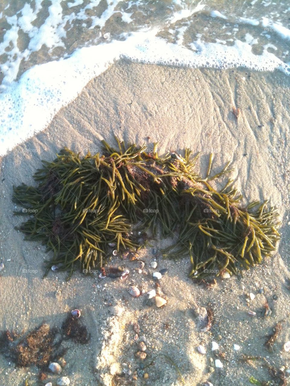 Seaweed