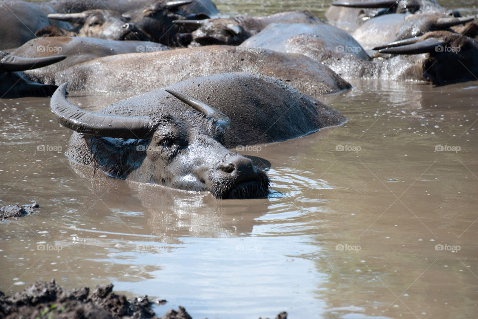 water animal zoo wild by jbdc