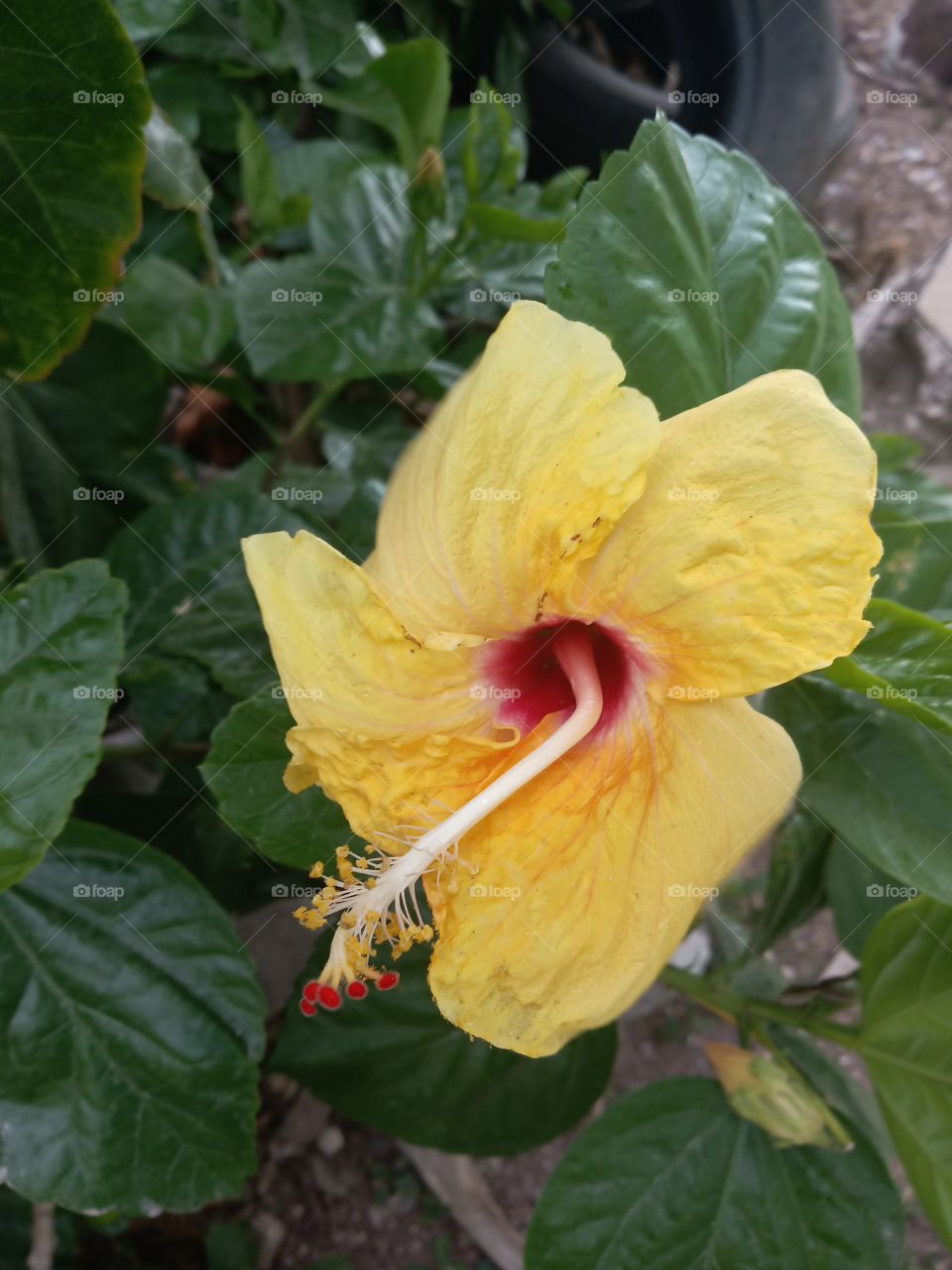 red dot yellow hibiscus