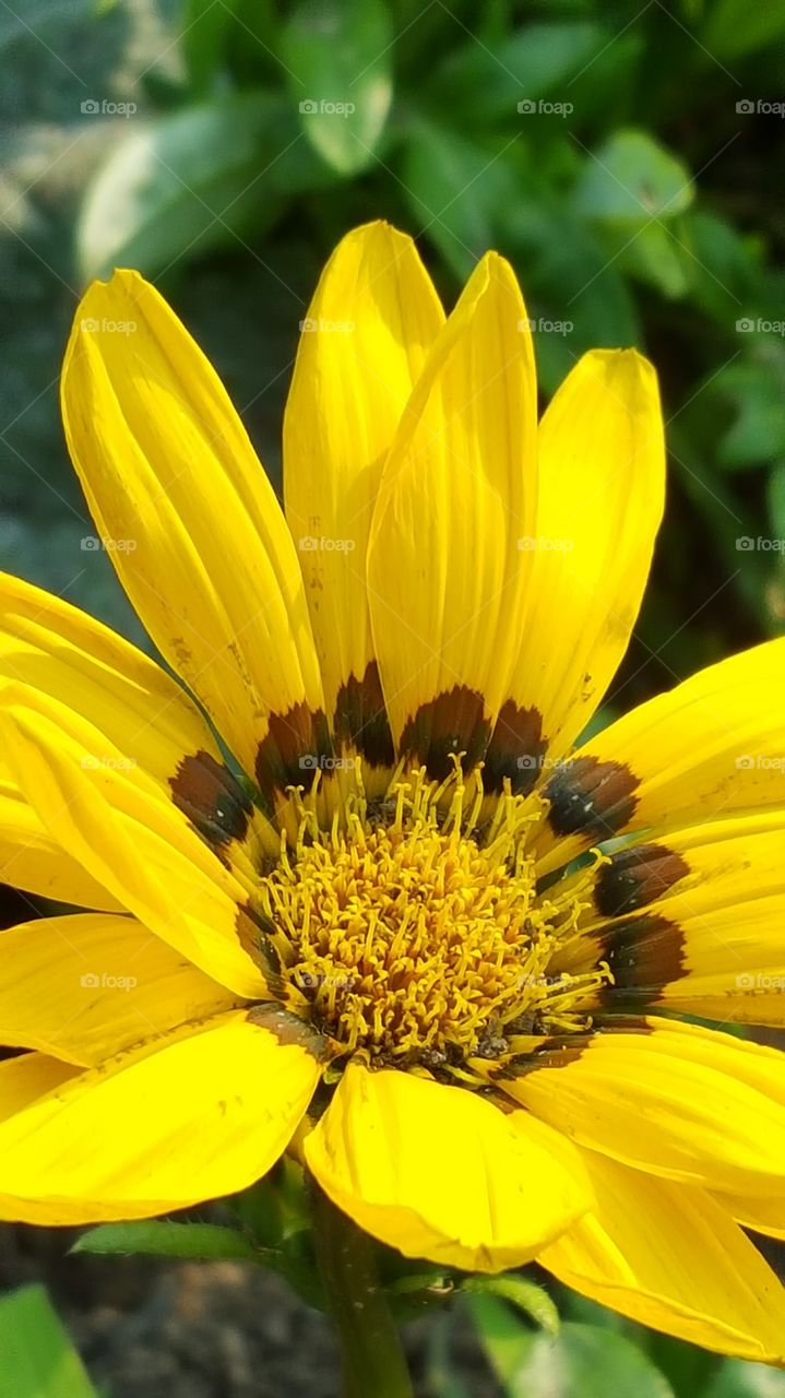 sun flower. nature magic