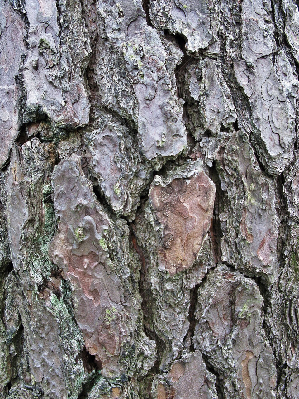 macro wood tree abstract by chrisc