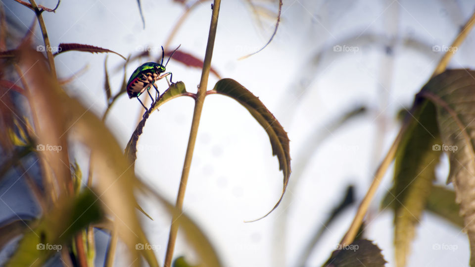The flourescent insect on his inspection duty.