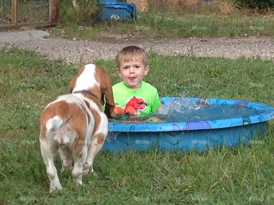 Grandson swimming in his pool and our Bassett hound dog wants to swim too
