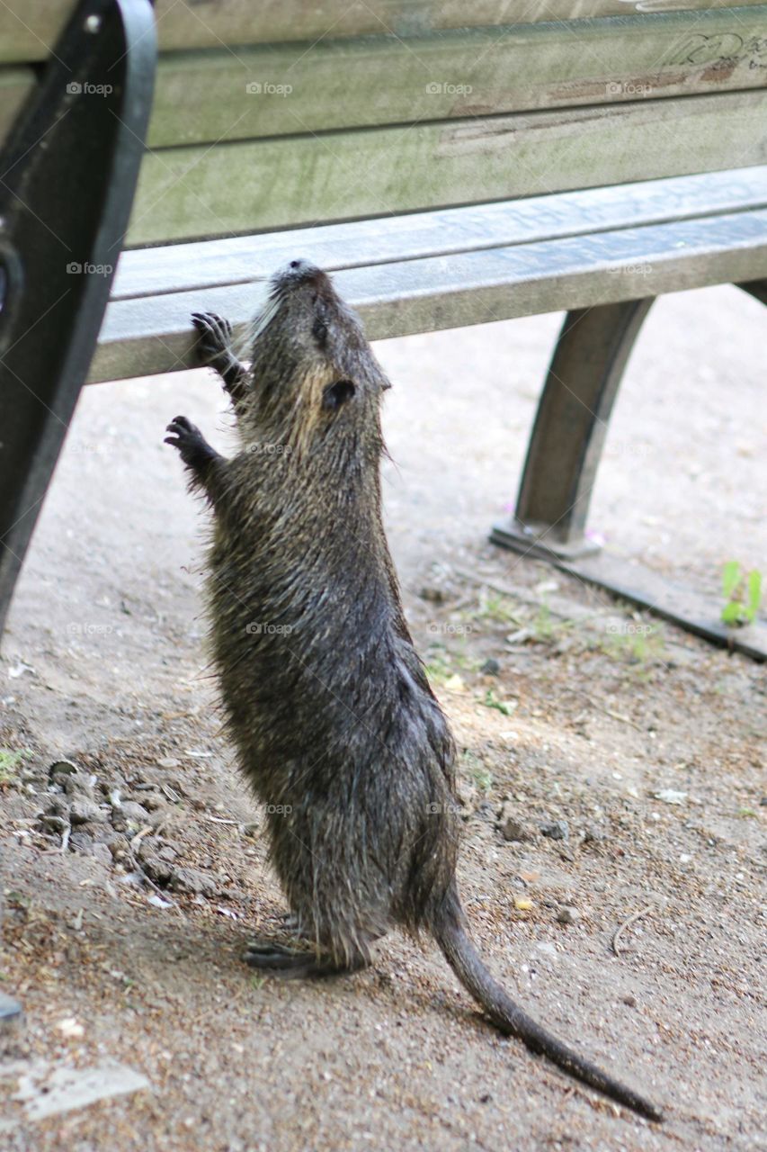 Curious nutria