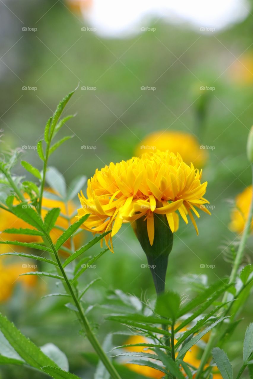 Marigold flower