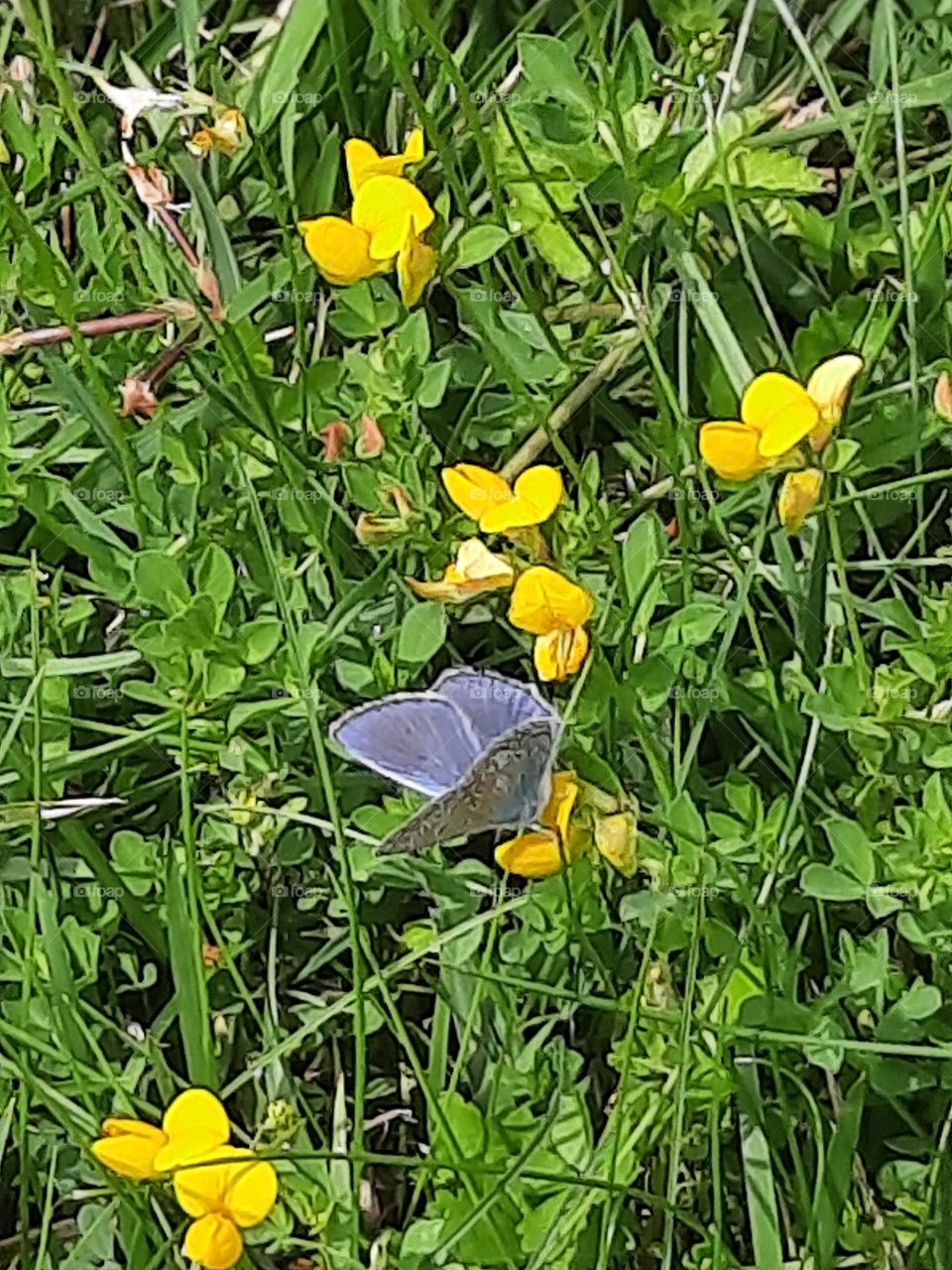 blue  butterfly  on yellow  meadow  flowers