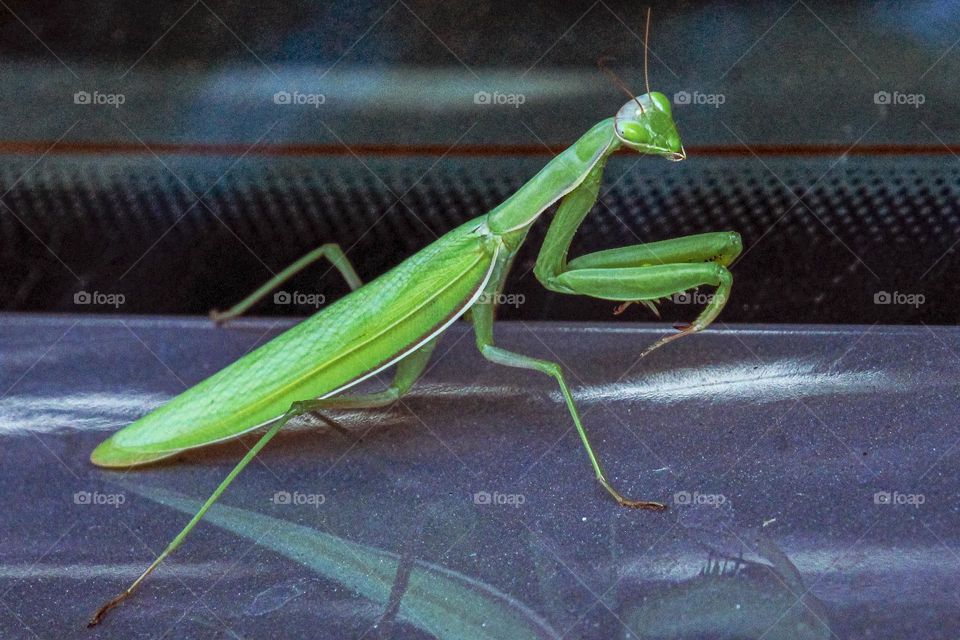 Insect green European praying mantis