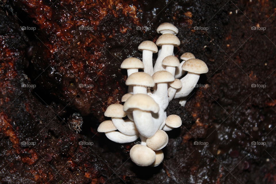 Fall mushrooms.