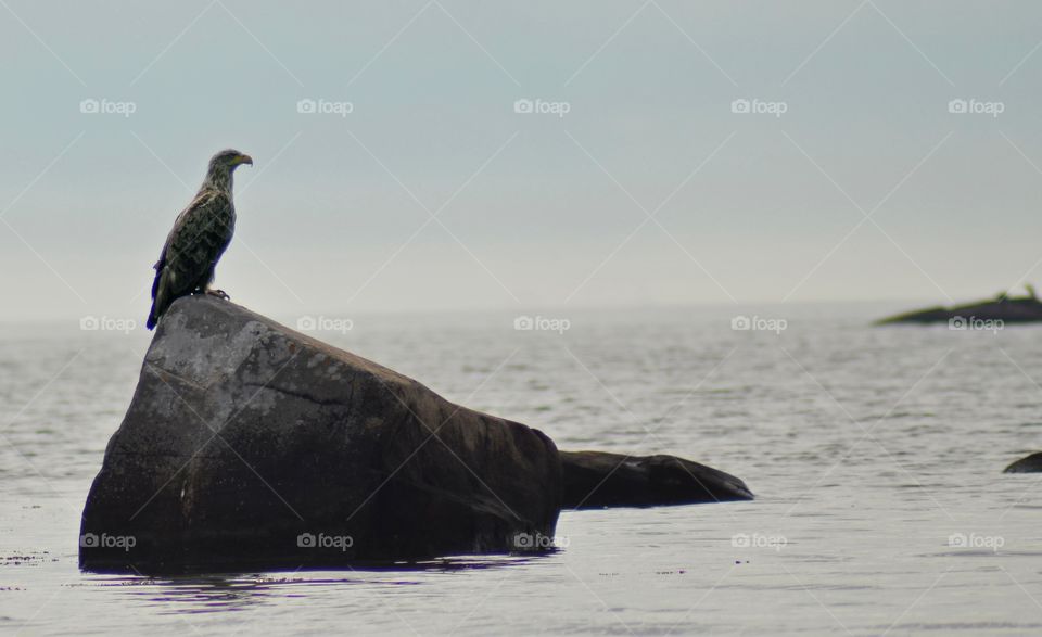 Seaeagle on the rock