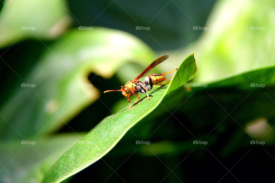 green nature macro orange by mathsonlee
