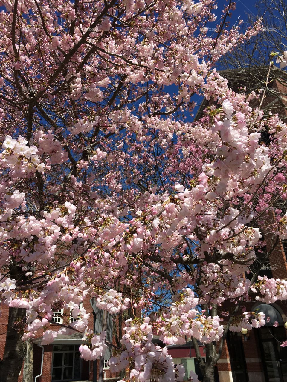 Pink blossoms in Connecticut