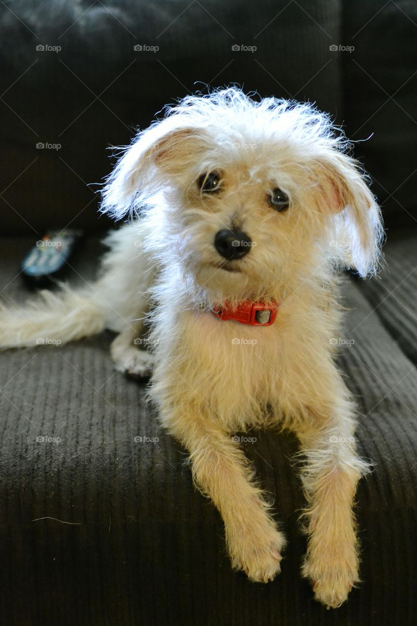 Scruffy sad eyed puppy on sofa looking at camera with tv remote in background