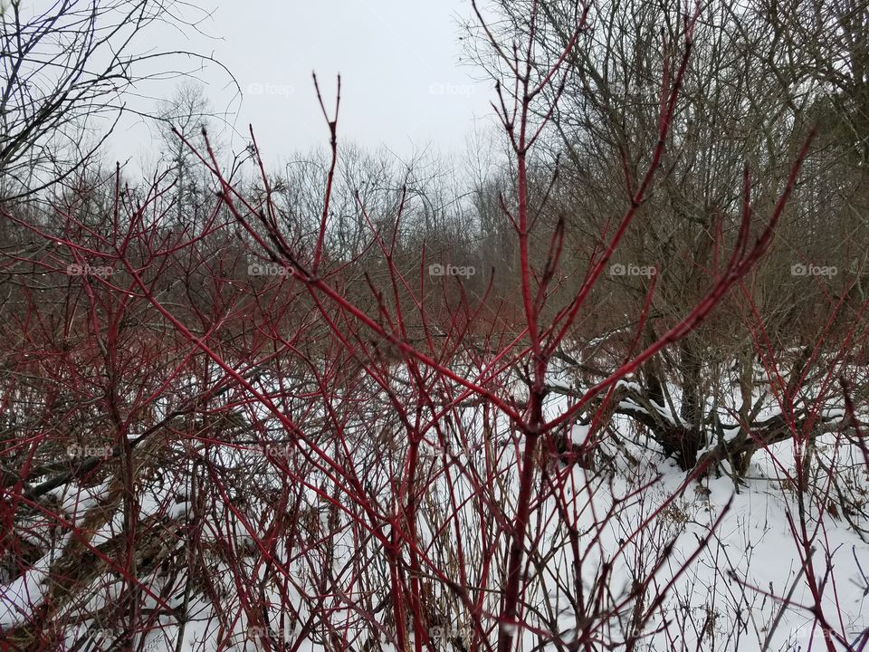 red bush stems in the winter