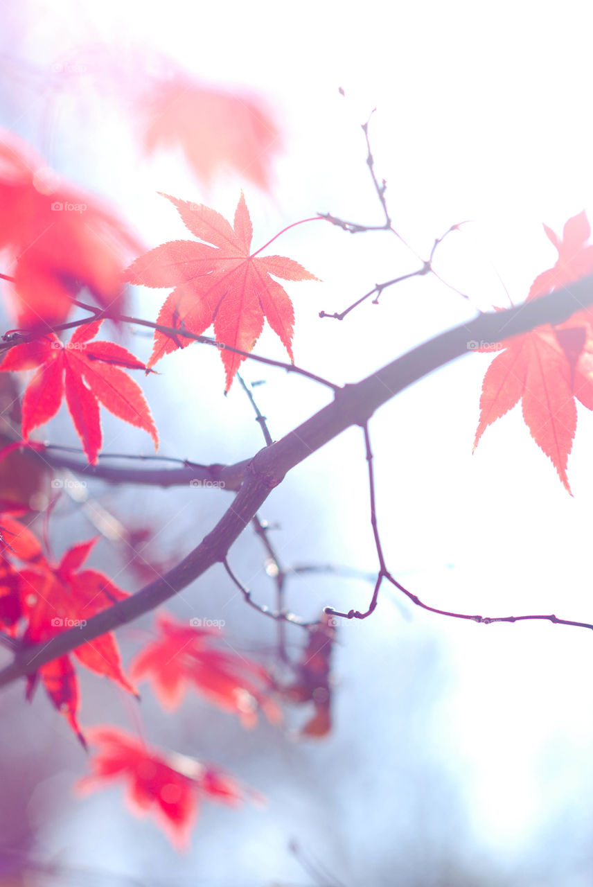 Red Japanese maple tree